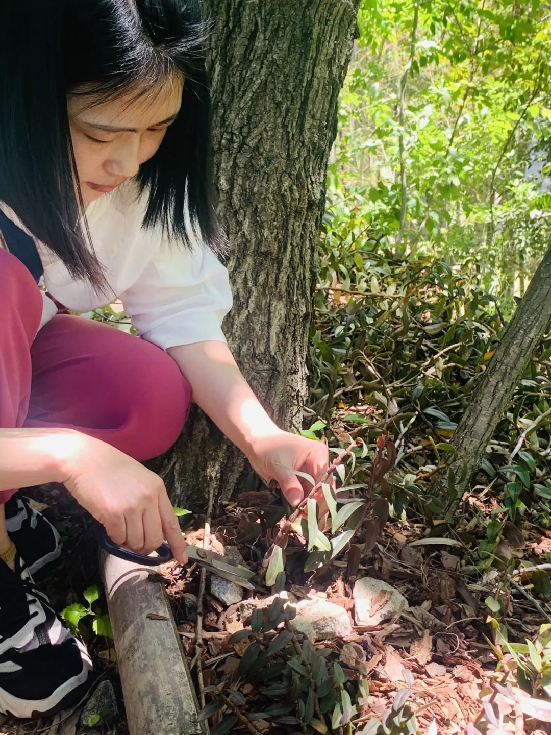 正宗霍山石斛价格揭秘，原产地一斤多少钱？居然这么便宜！-金年会(图13)