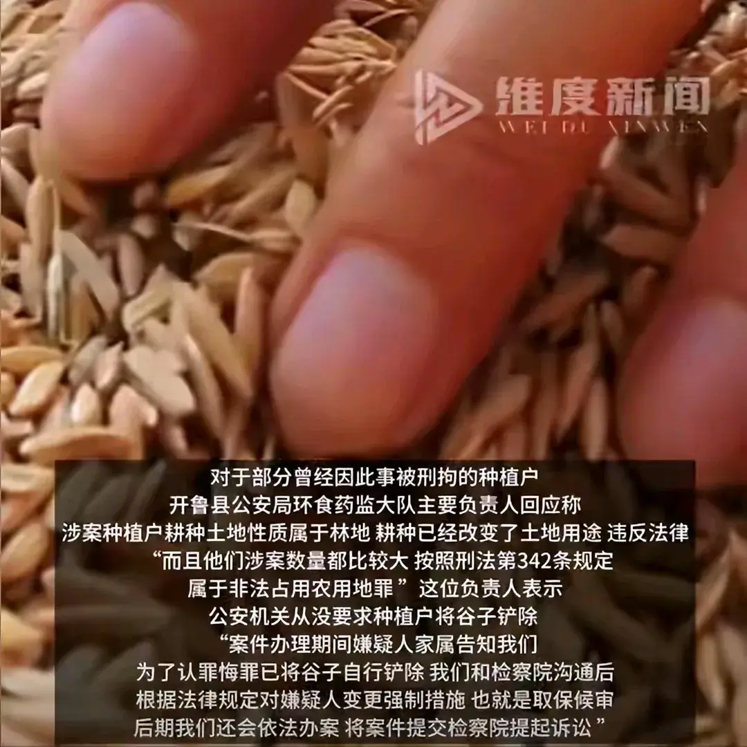 哎呀，你听说内蒙古通辽市开鲁县那档子事儿了吗？几百亩绿油油的谷子，眼瞅着就要熟了，结果一夜之间，全给“腰斩”了！这事儿一出，种植户们心里跟刀割似的，一年的辛苦就这么没了，还可能惹上官司。网上一传，大家都炸了，纷纷猜测这是咋回事。(图3)